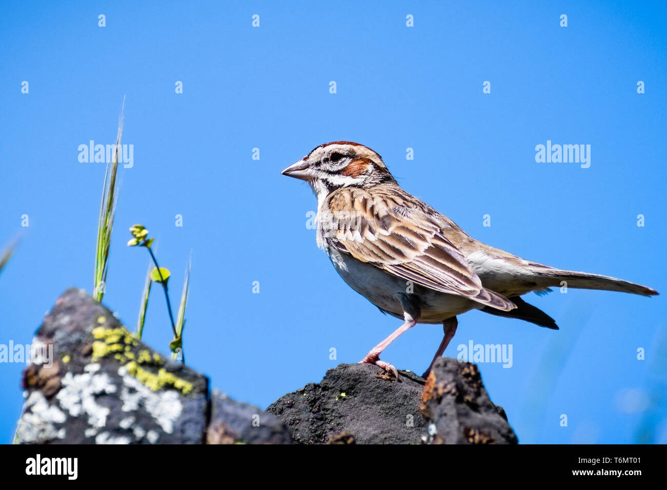 Nahaufnahme von Lerche Sparrow (Chondestes grammacus) hoch auf einem Felsen; blauer Himmel,Tabelle Ecological Reserve, Oroville, Kalifornien Stockfoto