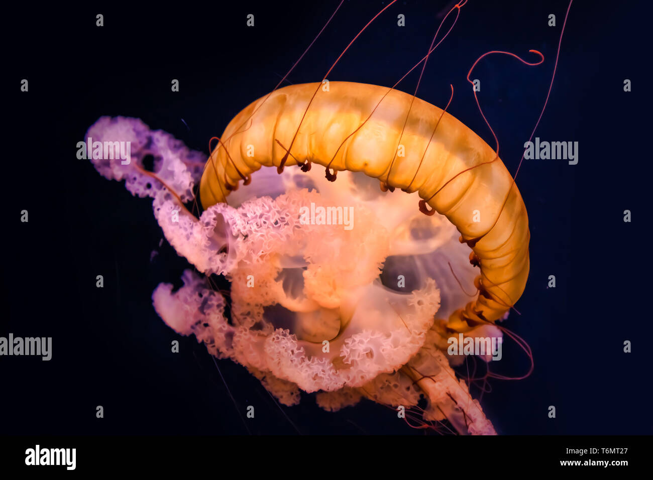 Golden Leuchtende Qualle Stockfoto