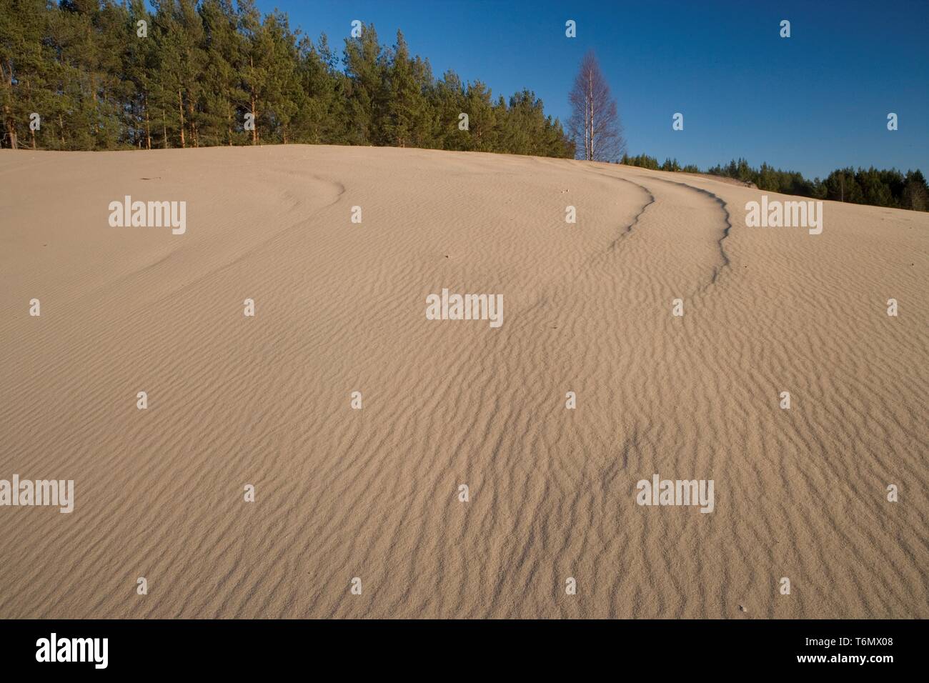 VeskijÃ¤rve Sand Hills, Western Estland Stockfoto
