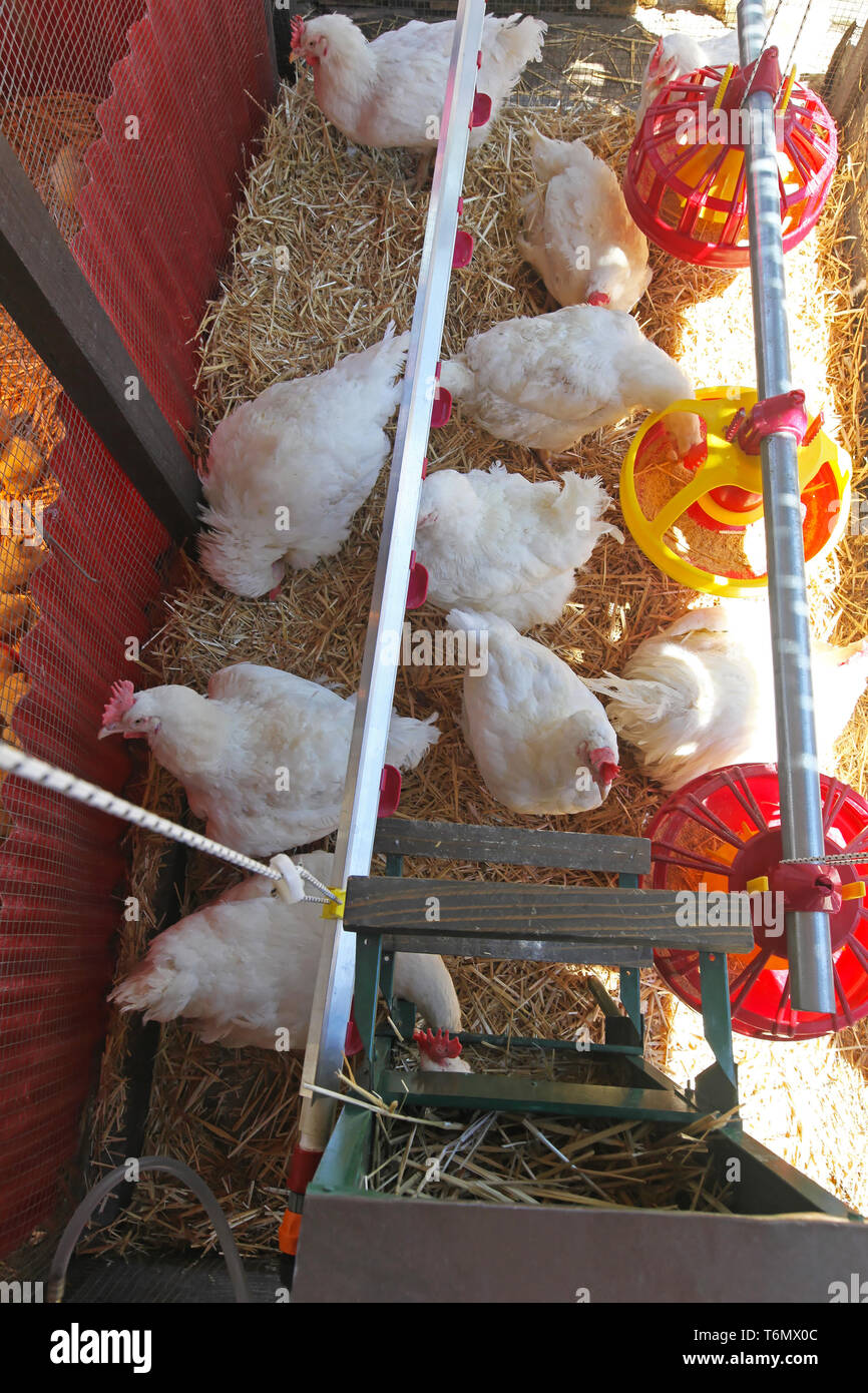 Weiße Hühner im Coop auf der Farm Stockfoto