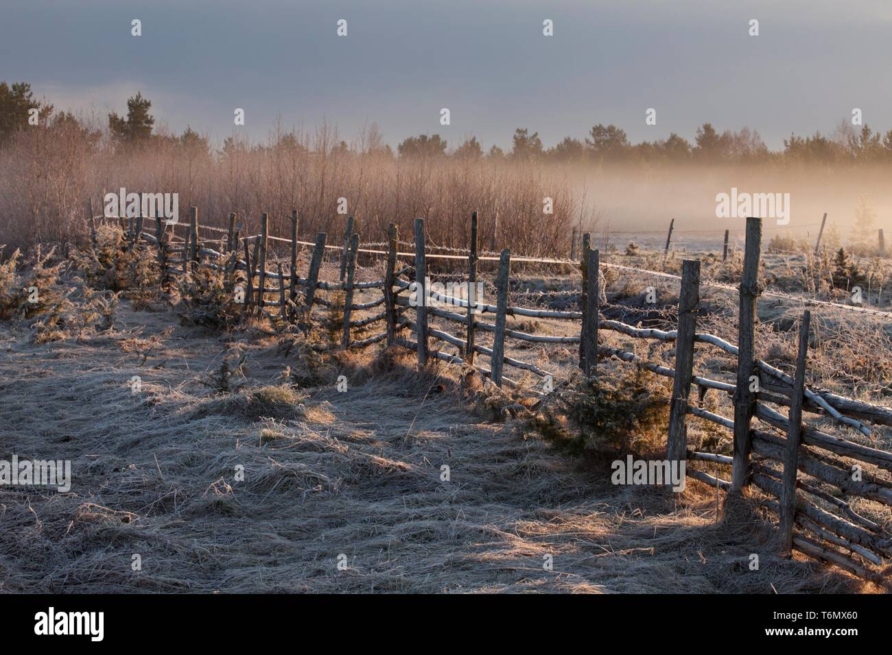 Frostigen morgen auf dem Gebiet im Noarootsi, Estland Stockfoto