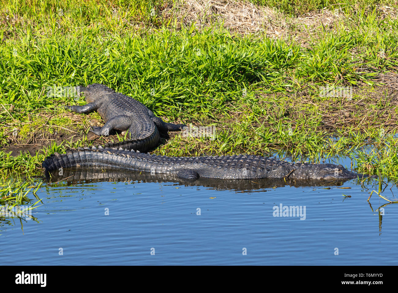 Amerikanische Alligatoren (Alligator mississippiensis) aalen sich in der Sonne in Kissimmee Prairie Preserve State Park in Florida. Stockfoto