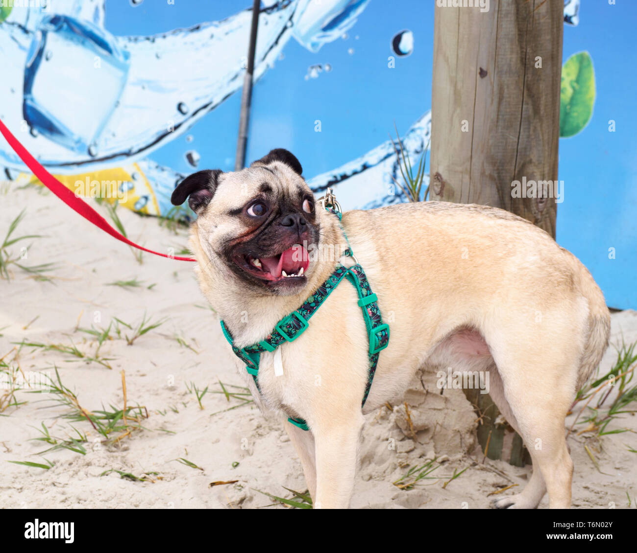 Ein Mops Hund mit Leine Rot und Grün am Pet Friendly2019 Texas Sandfest in Port Aransas, Texas USA. Stockfoto