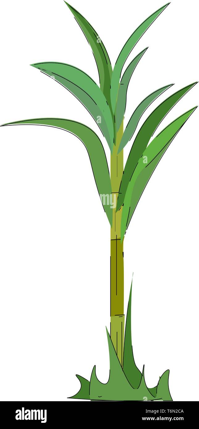Ein Zuckerrohr Anlage mit wenig Triebe an der Basis hat stout Gelenkwelle faserige Stiele mit Blatt in zwei Teile Ummantelung und Blade aufgeteilt werden, indem ein Blade unterteilt Stock Vektor
