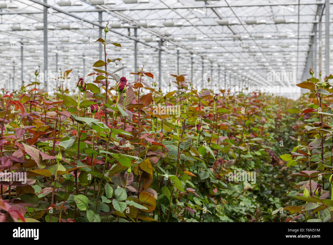 Rosenzucht in einem großen niederländischen Gewächshaus Stockfoto