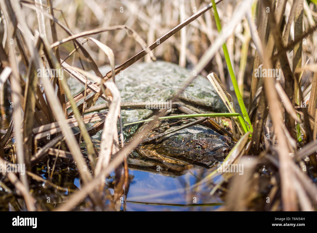 A snapping Turtle (Chelydra serpentina) versteckt sich in Feuchtgebieten Schilf. Stockfoto
