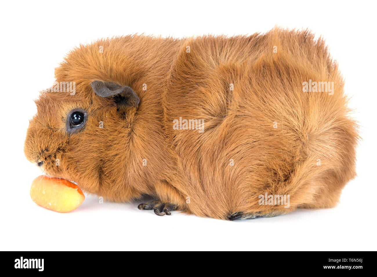Meerschweinchen eine Karotte zu essen; isoliert auf weiss Stockfoto
