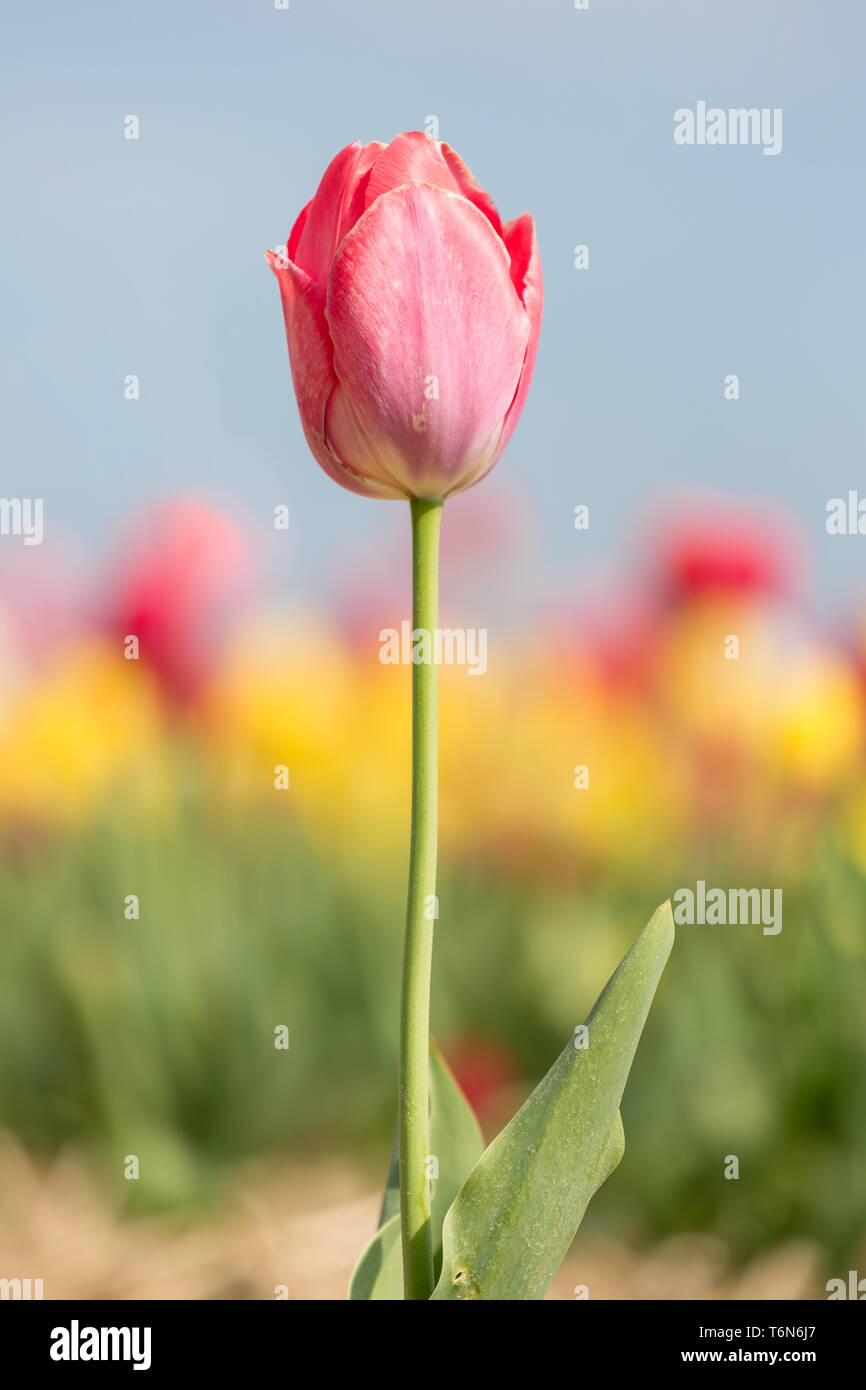 Einzelne Tulpe mit geringen Schärfentiefe Stockfoto
