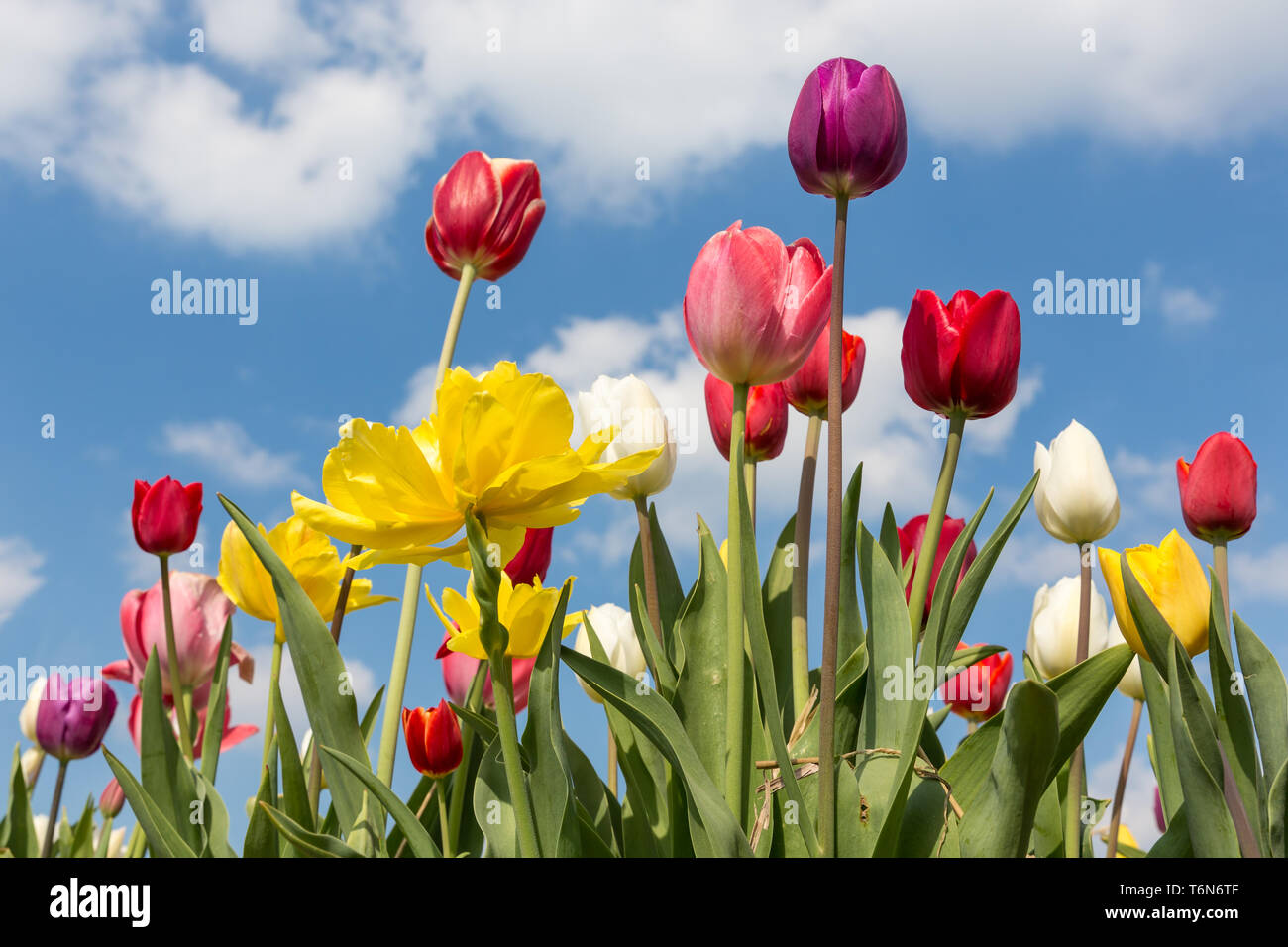 Schöne bunte Tulpen vor blauem Himmel mit Wolken Stockfoto