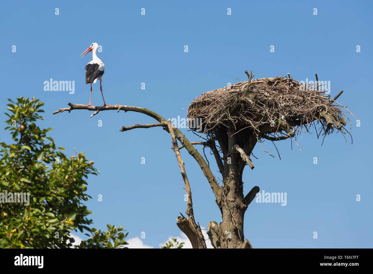 Storch auf einem alten Baum in der Nähe von seinem Vogelnest Stockfoto
