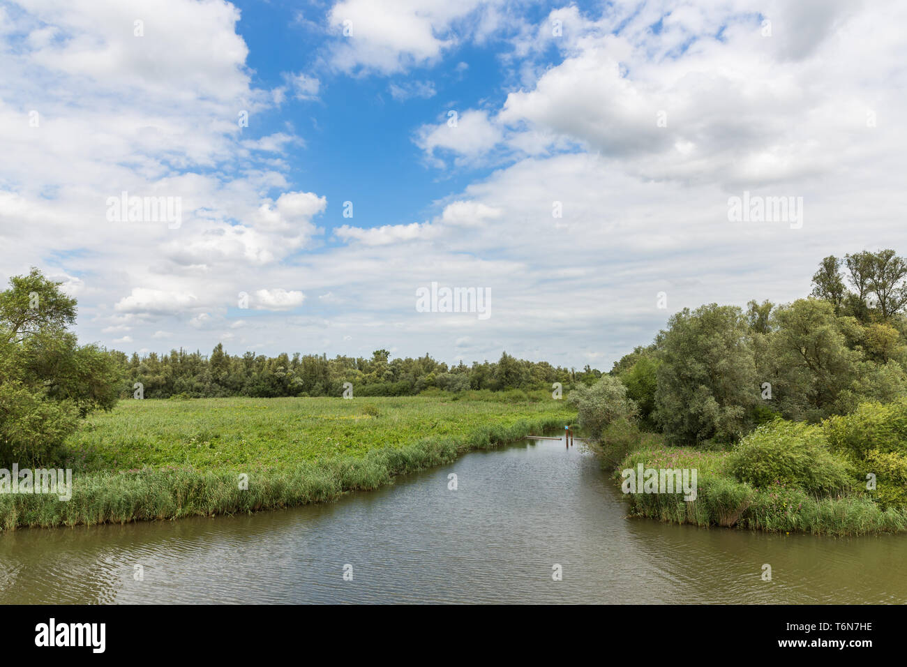 Sumpf der Nationalpark De Biesbosch in den Niederlanden Stockfoto