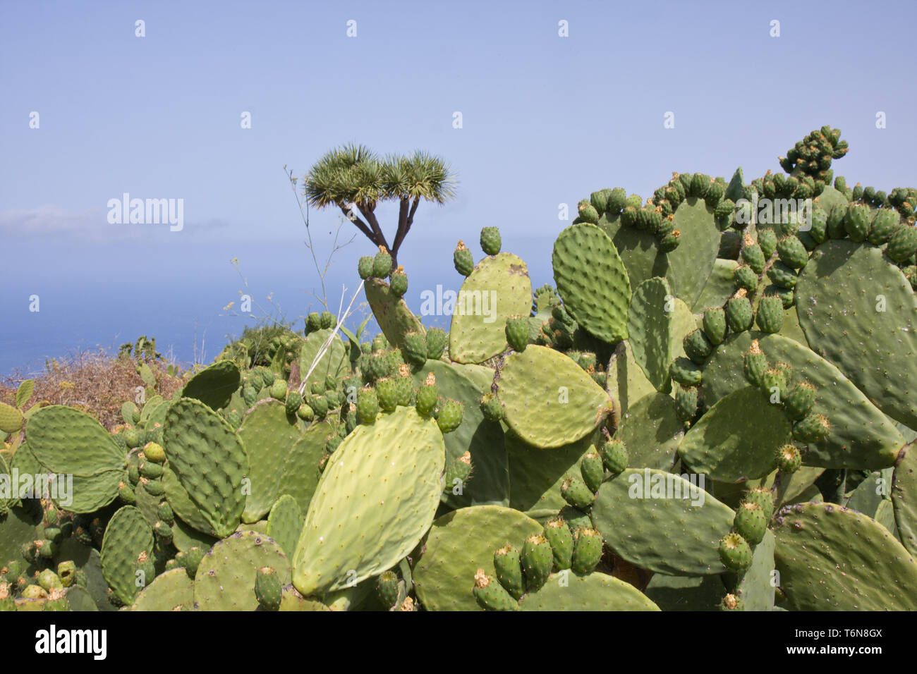 Große Kakteen auf La Palma, Spanien Stockfoto