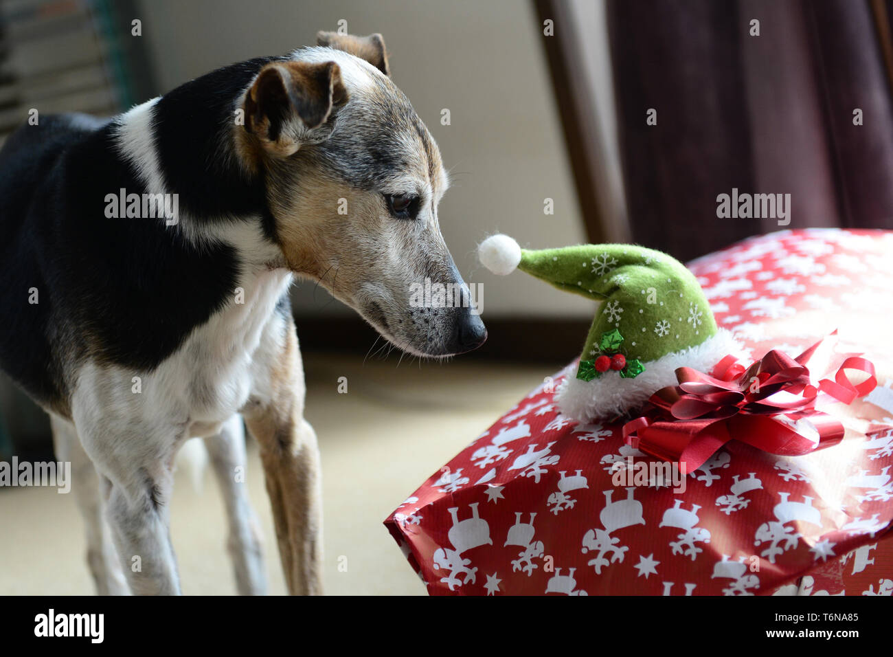 Ein Fox Terrier Hund am Weihnachten Geschenk und die Mütze suchen Stockfoto