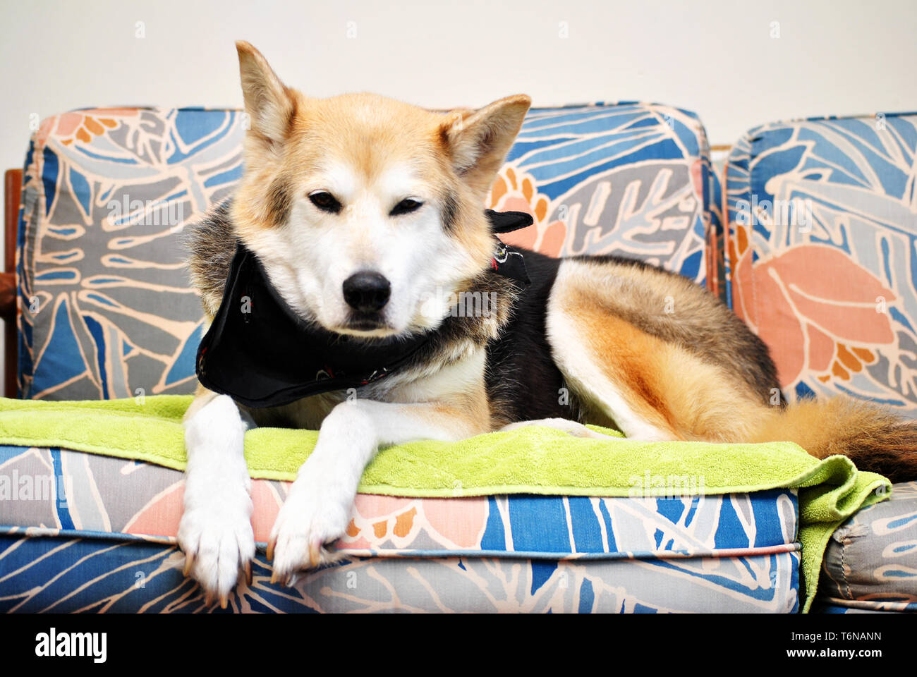 Shepard Husky Mix Hund Stockfoto
