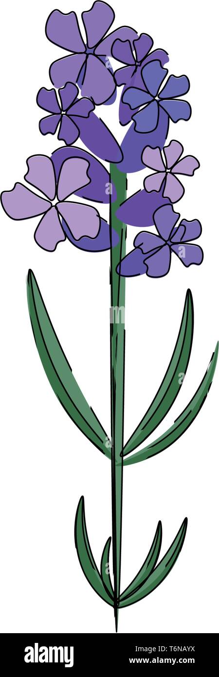 Eine kleine Lavendel Pflanze mit Blumenstrauß in vector Farbe, Zeichnung oder Abbildung Stock Vektor