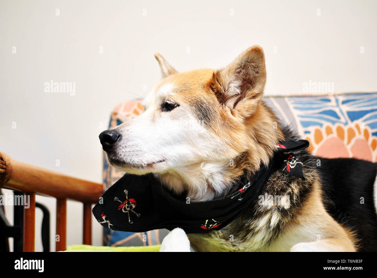 Shepard Husky Mix Hund Stockfoto