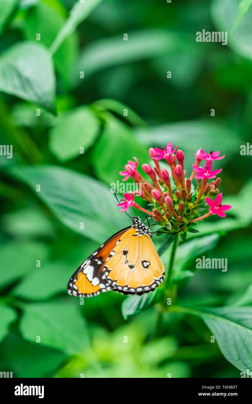 Plain Tiger Schmetterling Stockfoto