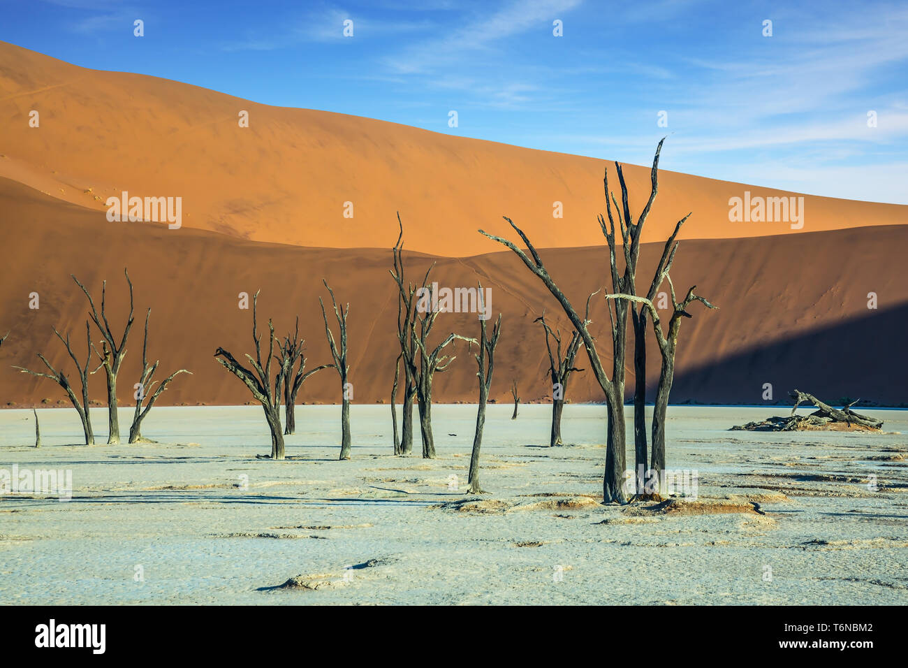 Die getrockneten Bäume unter Orangen Sanddünen Stockfoto