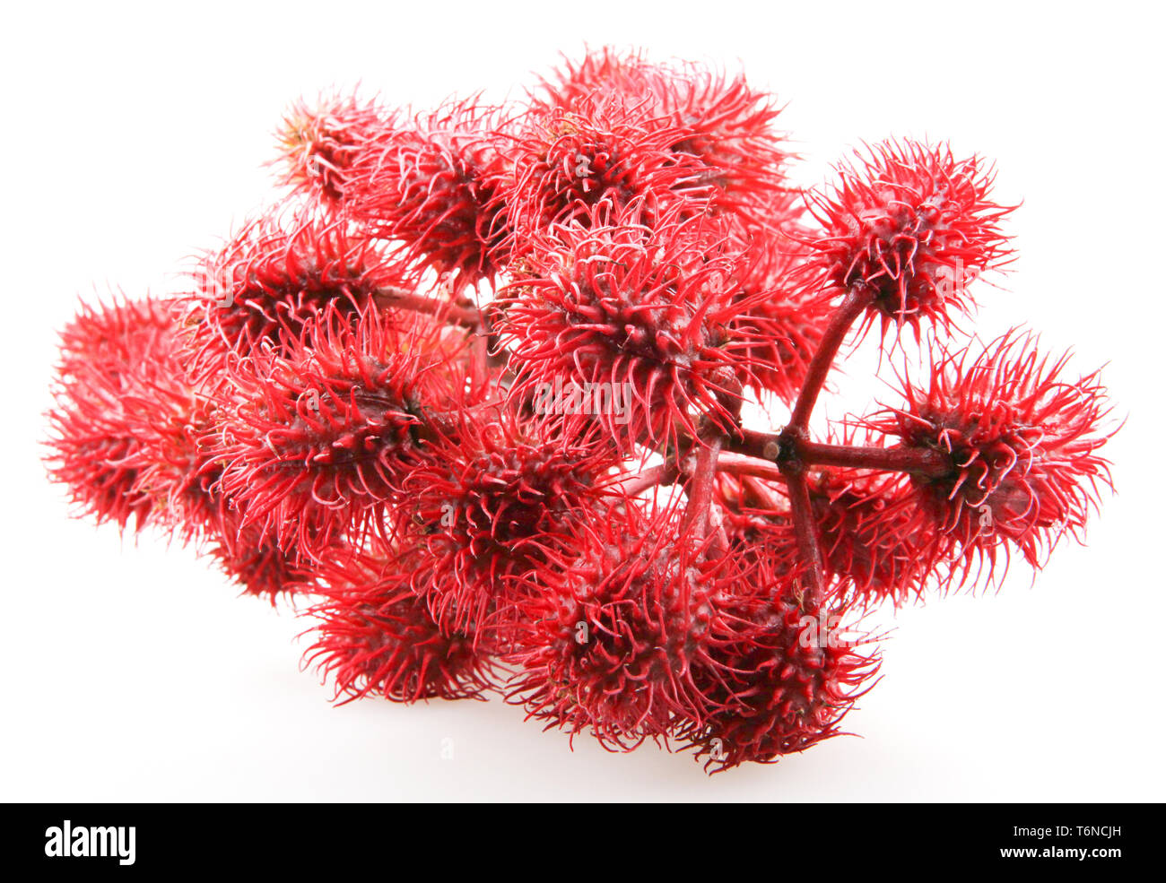 Rote blüten von rizinus -Fotos und -Bildmaterial in hoher Auflösung – Alamy