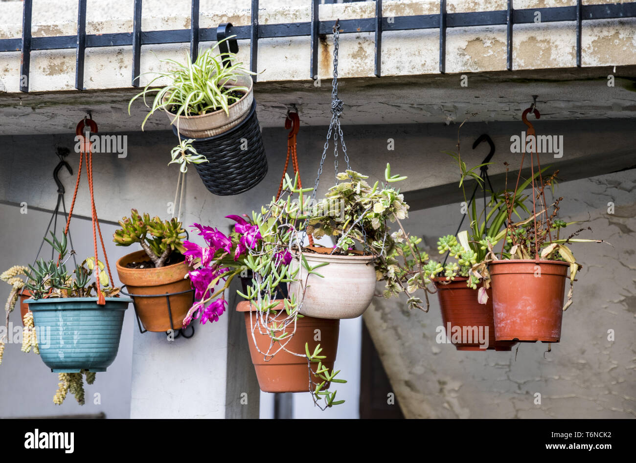 Blumen auf dem Balkon aufhängen Stockfoto