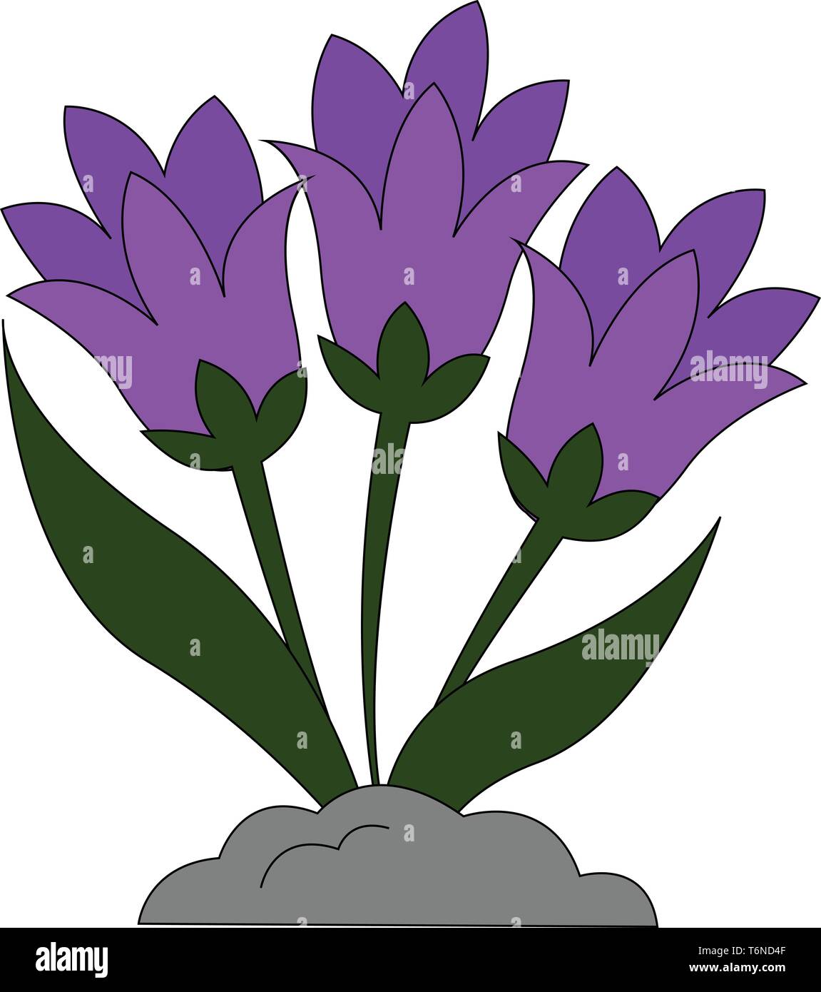 Eine Pflanze von snowdrop Blumen in hell Violett vector Farbe, Zeichnung oder Abbildung Stock Vektor