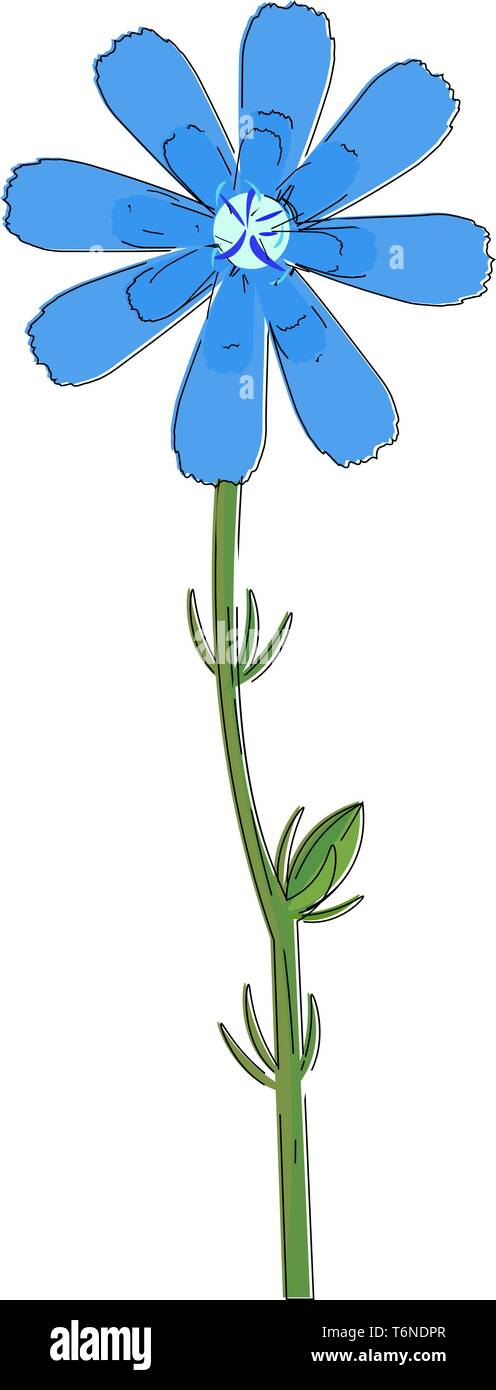 Zeichnung der Zichorie Blume mit blauen Blüten und weißen Blumen Disc auf einem dicken grünen Stiel mit einer Knospe vector Farbe, Zeichnung oder Abbildung Stock Vektor