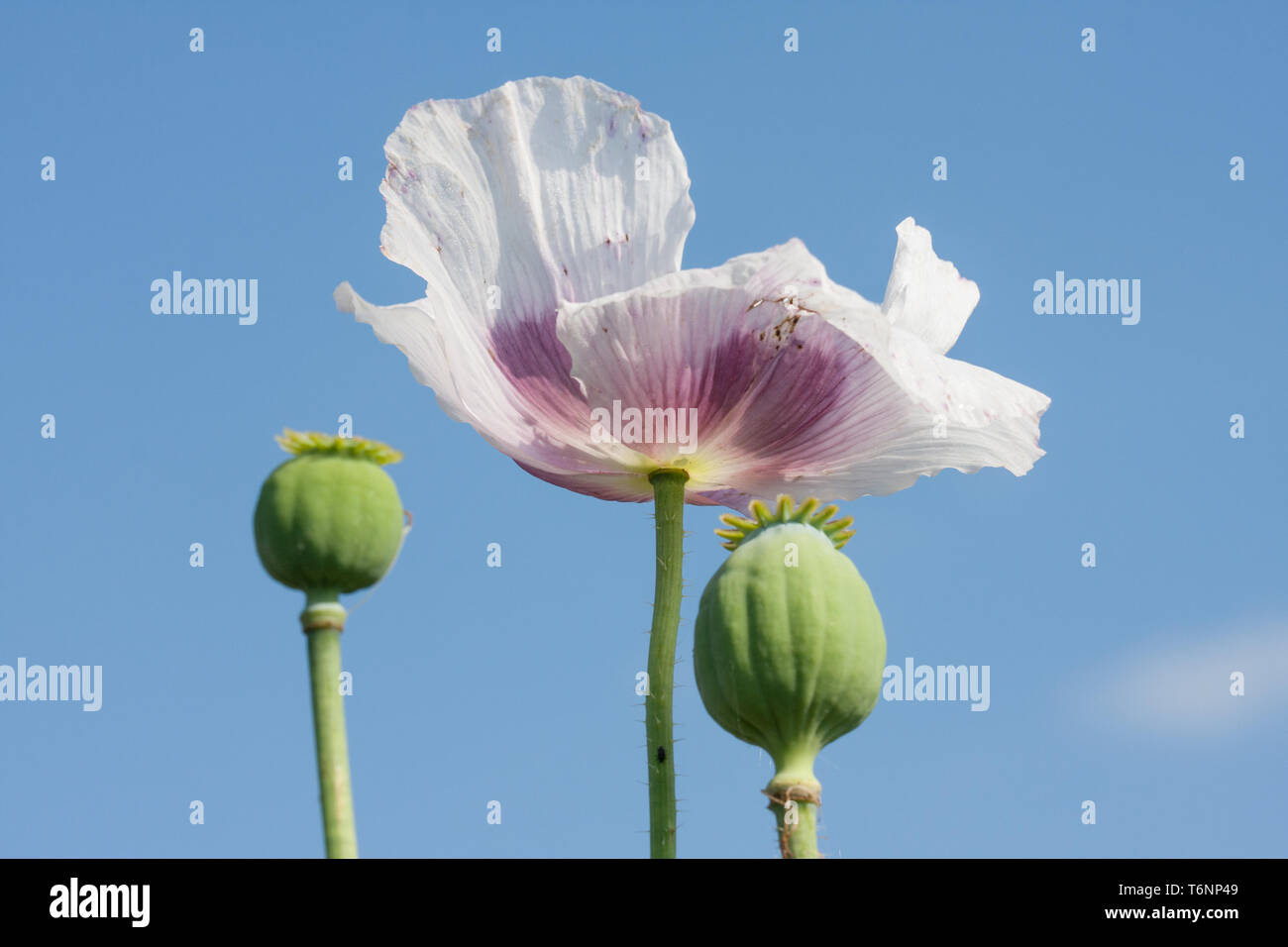 Mohnblüte vor blauem Himmel Stockfoto