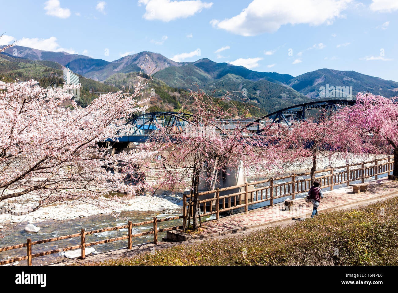 Gero Onsen, Japan - April 8, 2019: Pink Cherry Blossom sakura Bäume am Ufer des Flusses in der Gifu Präfektur mit Blüten im Frühling und Person Stockfoto