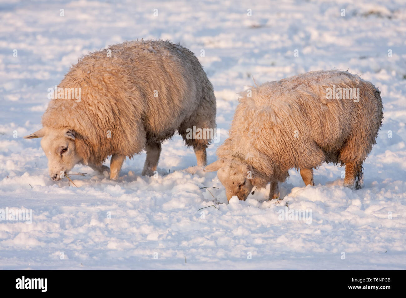 Niederländische winter andscape mit Schaf in der verschneiten Wiese Stockfoto