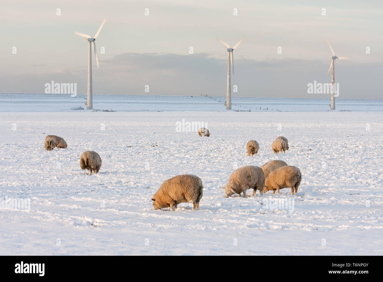 Holländische Landschaft mit windturbine und Schafe in der verschneiten Wiese Stockfoto