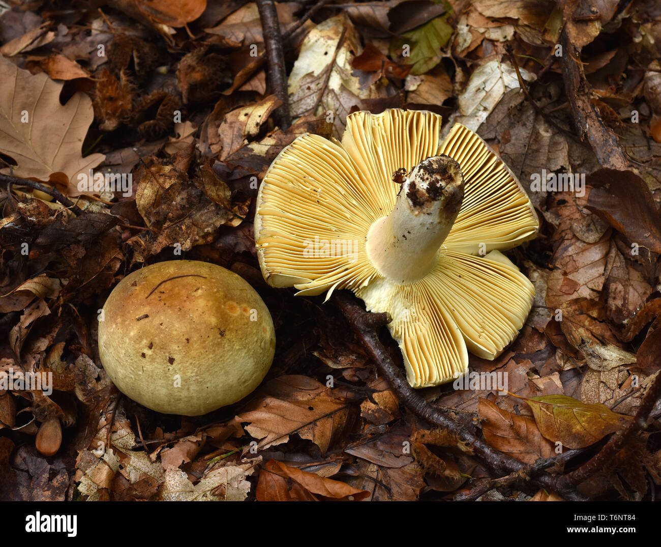 Speisepilz Stockfoto