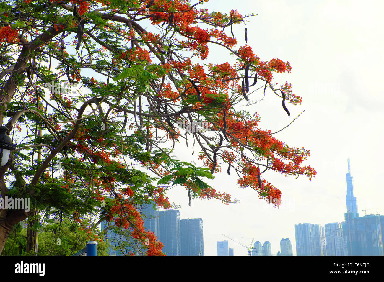 Flamboyant tree oder Phoenix Blume, Baum, Blüte leuchtend roten Blüten im Sommer, schöne Blüte an Zweig der Baumstruktur von unten anzeigen Stockfoto