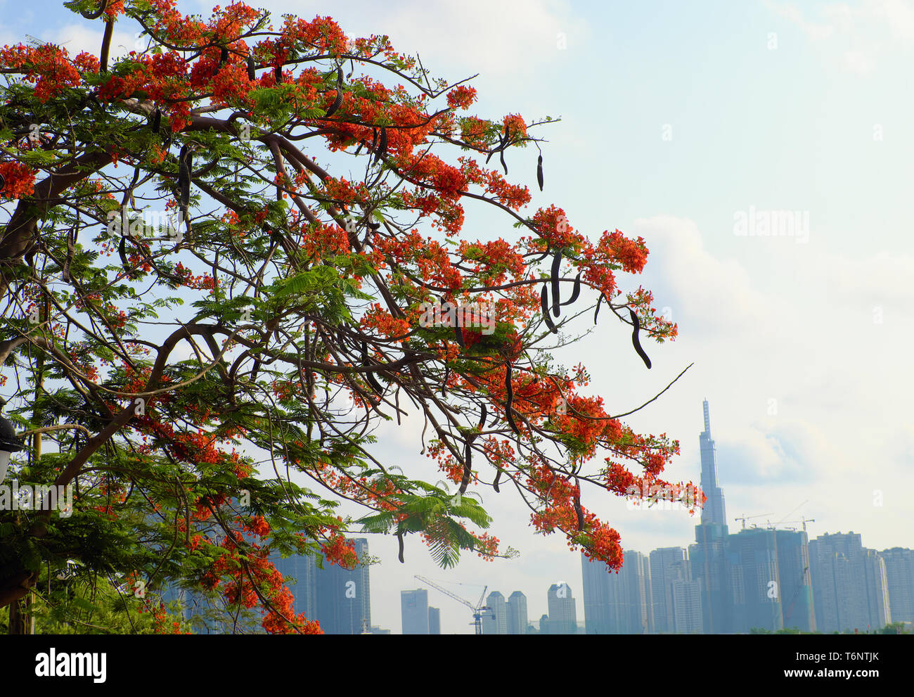 Flamboyant tree oder Phoenix Blume, Baum, Blüte leuchtend roten Blüten im Sommer, schöne Blüte an Zweig der Baumstruktur von unten anzeigen Stockfoto