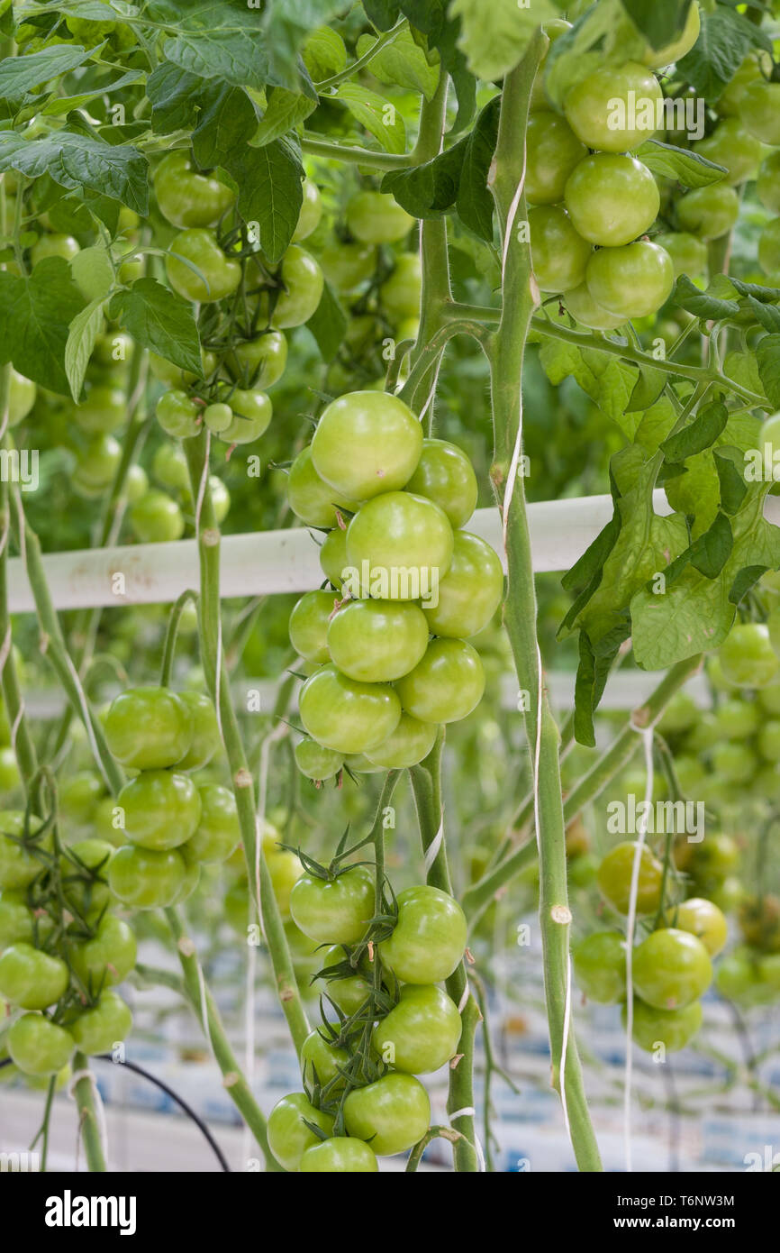 Tomaten-Anbau in einem niederländischen Gewächshaus Stockfoto