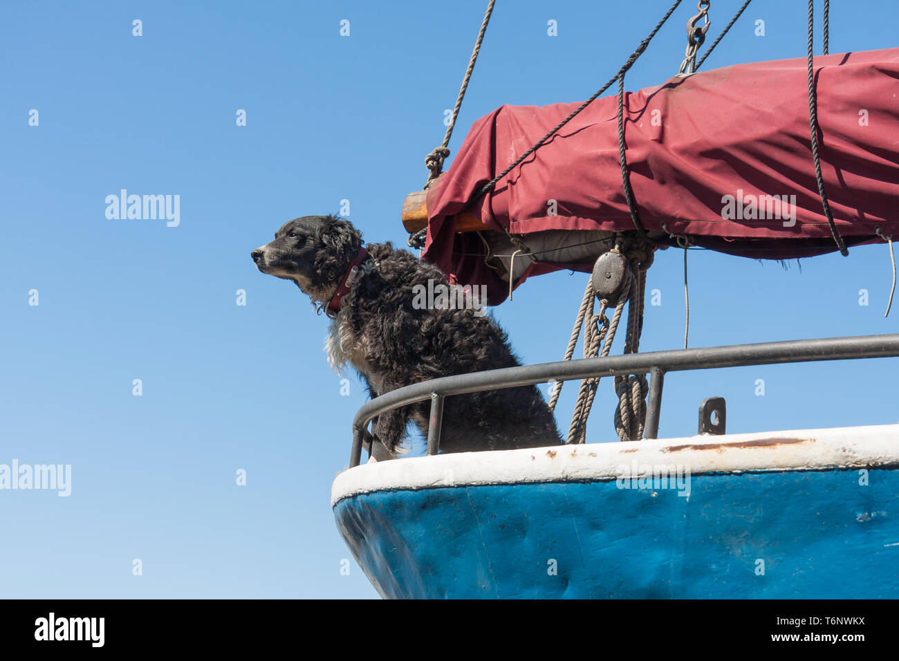 Wachhund schützt das Segelschiff Stockfoto
