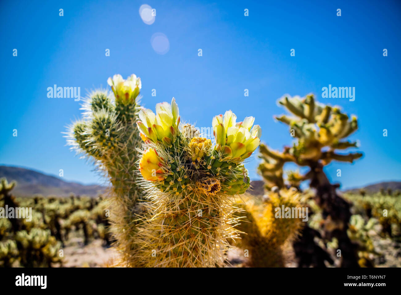 Kette Obst Cholla Cactus in Josua National Park, Kalifornien Stockfoto