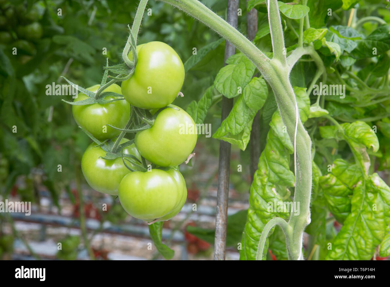 Grüne Tomaten in einem Gewächshaus wachsen Stockfoto