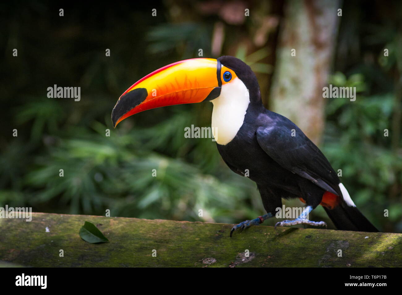 Tucano - Toco vogel Ramphastos toco Nahaufnahme Portrait in der wilden Parque das Aves, Brasil - Vögel Ort Park in Brasilien isoliert Stockfoto