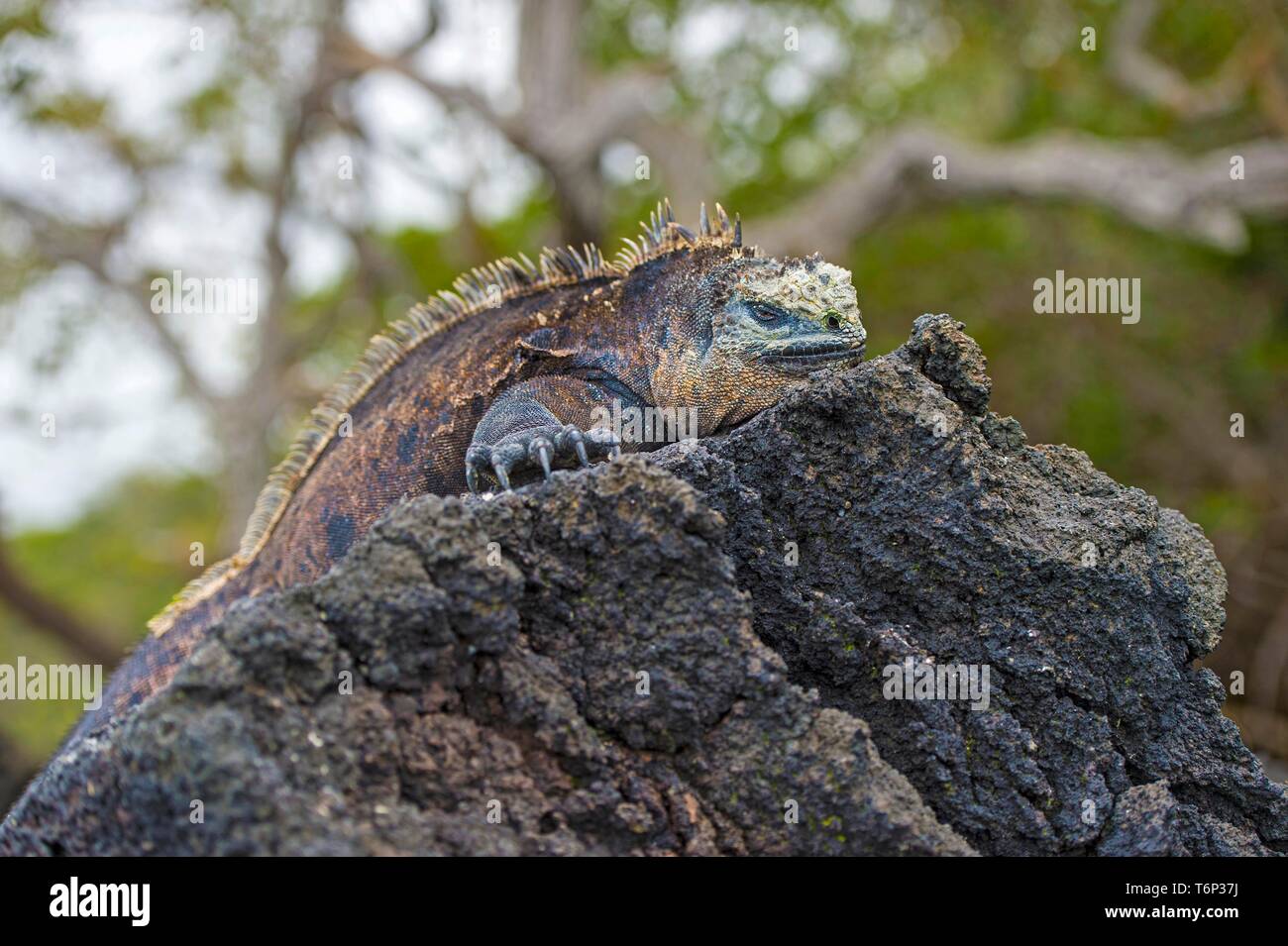 Meer Lizard (Amblyrhynchus cristatus albemarlensis) liegt auf Rock, Isabela Island, Galapagos, Ecuador Stockfoto