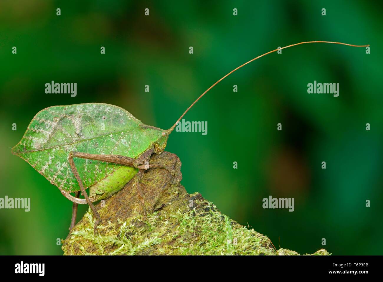 Bush Cricket (Pterochrozinae) auf moosigen Wald, Costa Rica Stockfoto