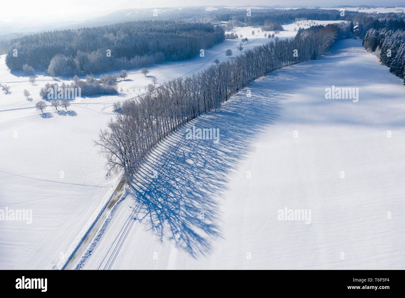 Baum Zeile mit langen Schatten im Winter, Avenue in Icking, Drone, Oberbayern, Bayern, Deutschland Stockfoto