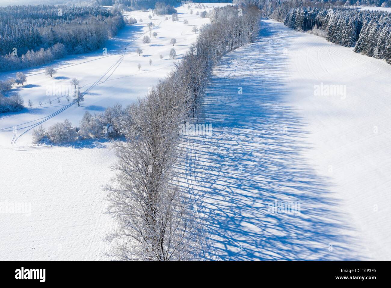 Baum Zeile mit langen Schatten im Winter, bei Icking, Drone, Oberbayern, Bayern, Deutschland Stockfoto