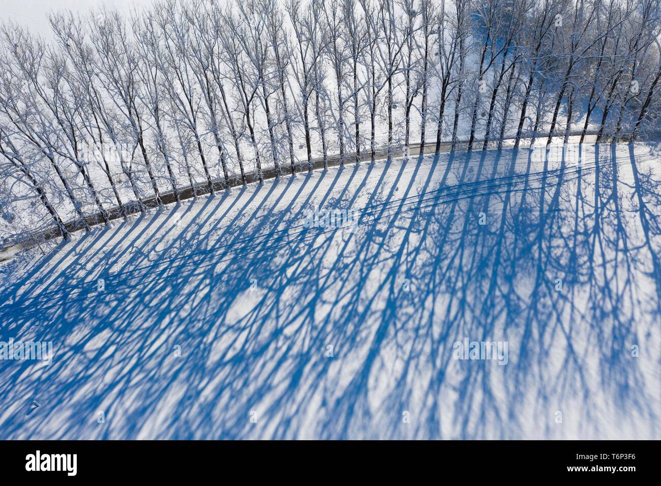 Baum Zeile mit langen Schatten im Winter, Avenue in Icking, Drone, Oberbayern, Bayern, Deutschland Stockfoto