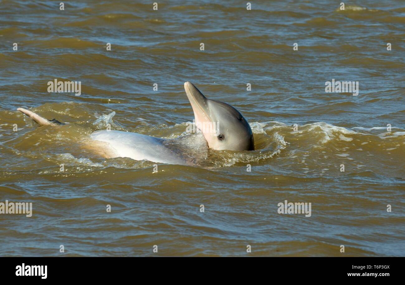 Guyana dolphin (Sotalias guianensis) in Surinam River in der Nähe von Paramaribo, Suriname Stockfoto