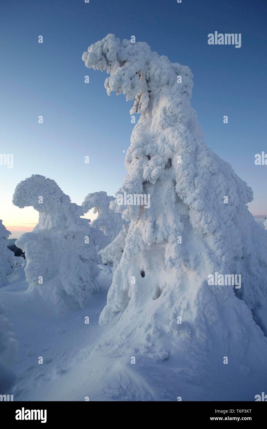 Wintermorgen am Mt. Brocken, Sachsen-Anhalt, Deutschland, Europa Stockfoto