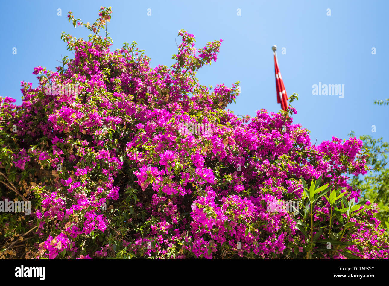 Oleander Rose Bay Blume Stockfoto