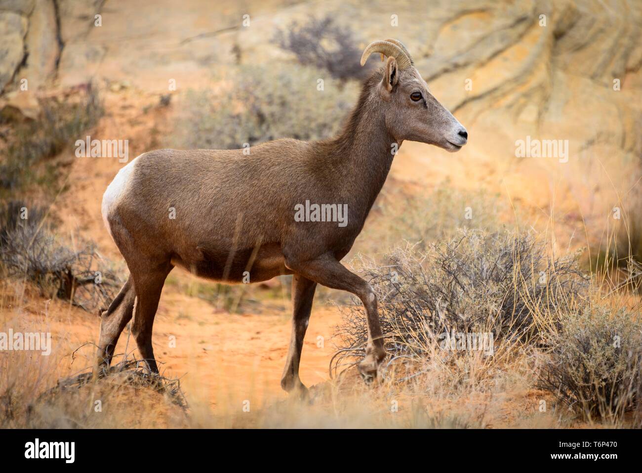Desert Bighorn Schafe (Ovis canadensis nelsoni), Erwachsener, laufen, Mojave Wüste, Valley of Fire State Park, Nevada, USA Stockfoto