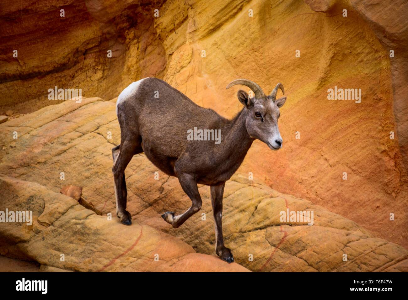 Desert Bighorn Schafe (Ovis canadensis nelsoni) steigt zwischen roten Sandsteinfelsen, Rainbow Vista, Valley of Fire State Park, Nevada, USA Stockfoto