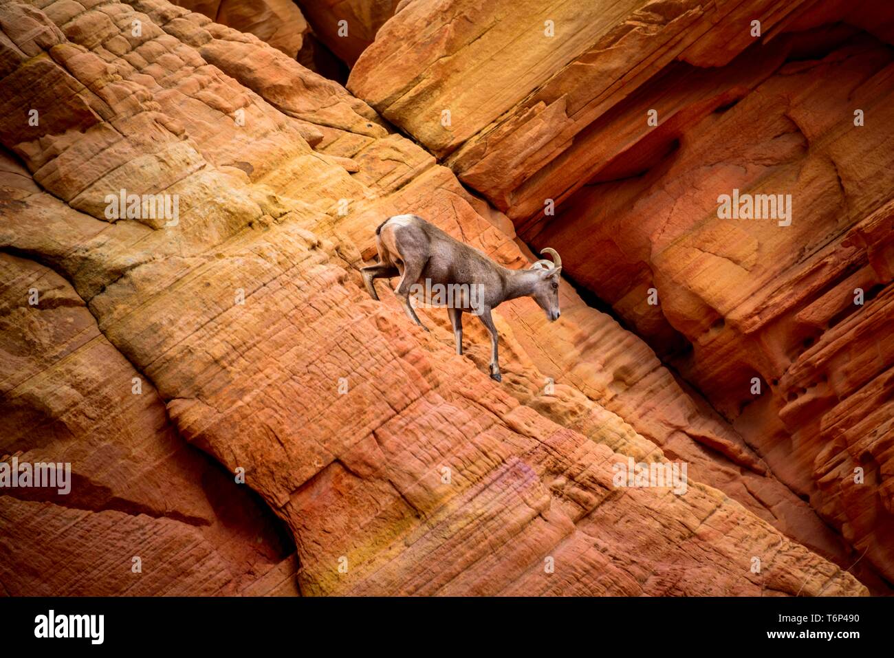 Desert Bighorn Schafe (Ovis canadensis nelsoni) klettert auf roten Sandsteinfelsen, Rainbow Vista, Valley of Fire State Park, Nevada, USA Stockfoto