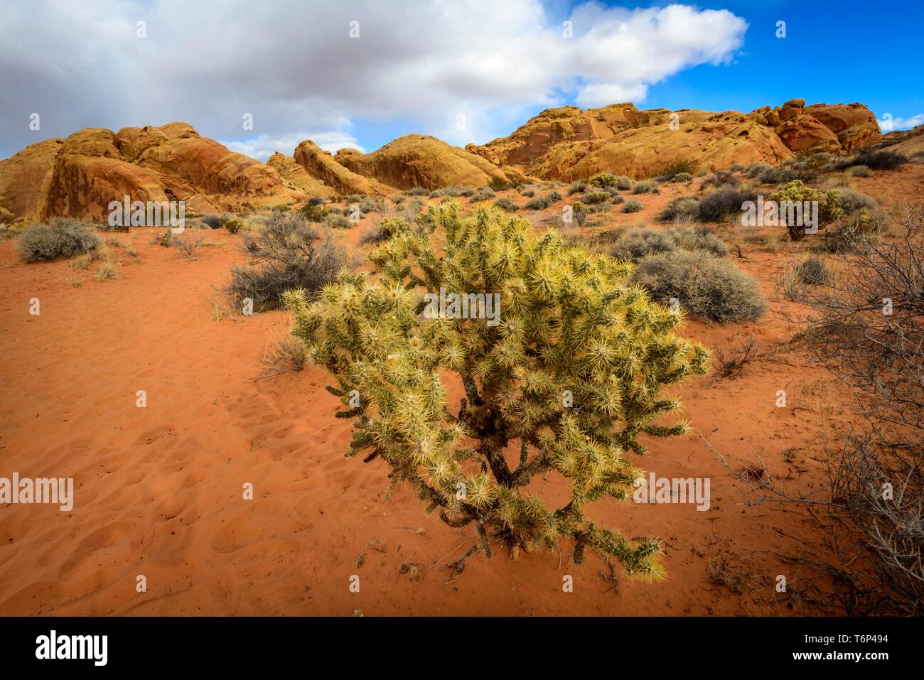 Cholla Cactus (Cylindropuntia Bigelovii) in Wüste Landschaft, Rainbow Vista, Mojave Wüste, Valley of Fire State Park, Nevada, USA Stockfoto